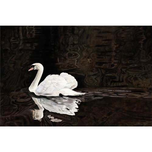 White Swan Is Not Black
