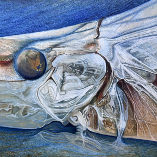 Fish in the Sky
