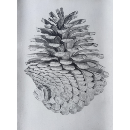 Pine Cone