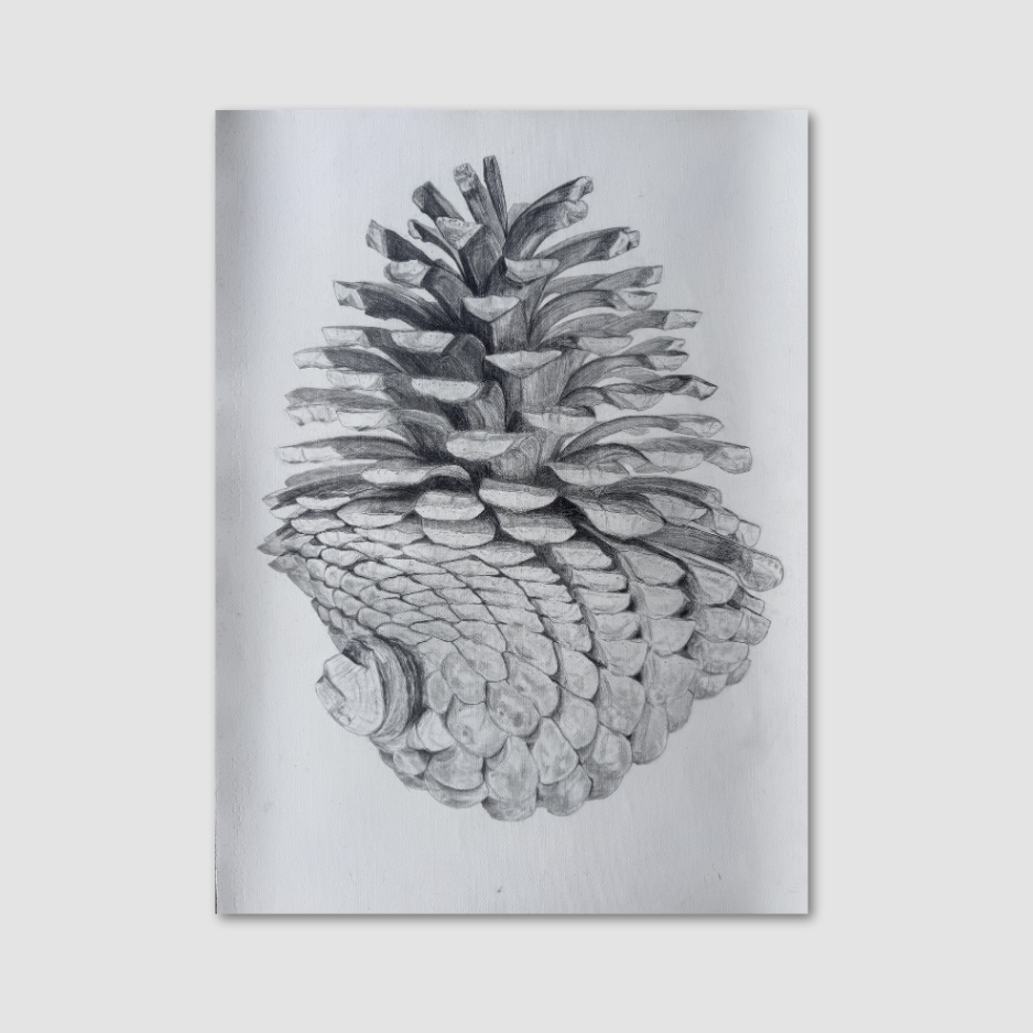 Pine Cone