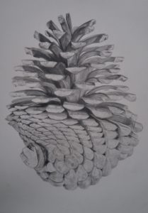 Pinecone