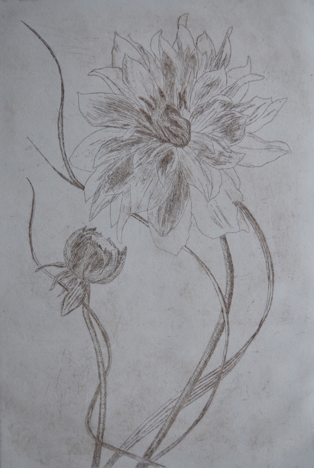 Engraving of Cvijet by Niko Dujmovic