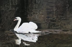 Swan