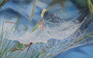 Spiderweb 3