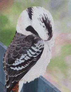 Shame Kookaburra